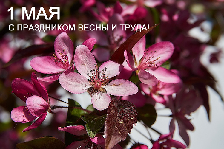 С ПРАЗДНИКОМ ВЕСНЫ НА САЙТ